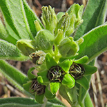 Raphionacme galpinii